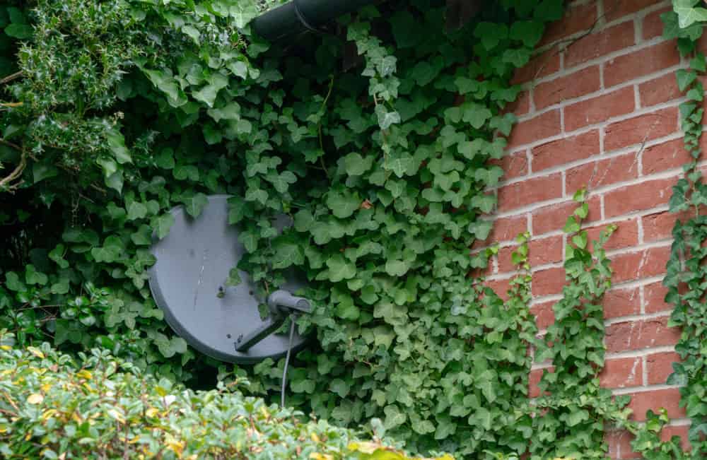 Obstructed satellite dish